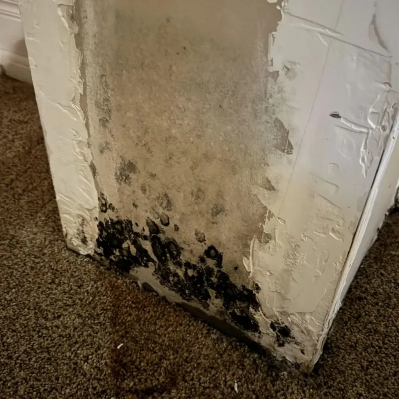 Professional Mold Removal in Fort Bend County, TX